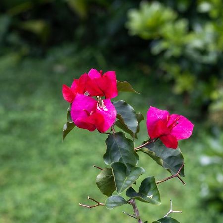 Hostel Bouganvilia Bed And Breakfast San Ramon  Luaran gambar