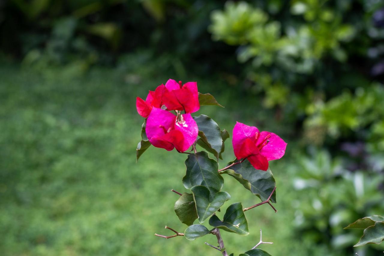 Hostel Bouganvilia Bed And Breakfast San Ramon  Luaran gambar